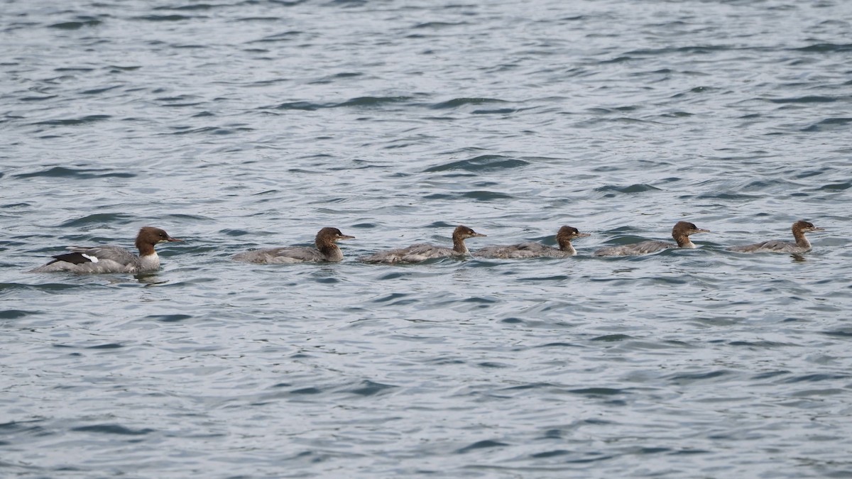 Common Merganser - ML638719064