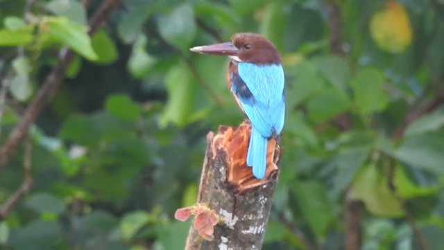 White-throated Kingfisher - ML638719091