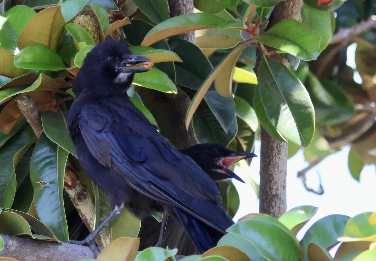 American Crow - ML638719094