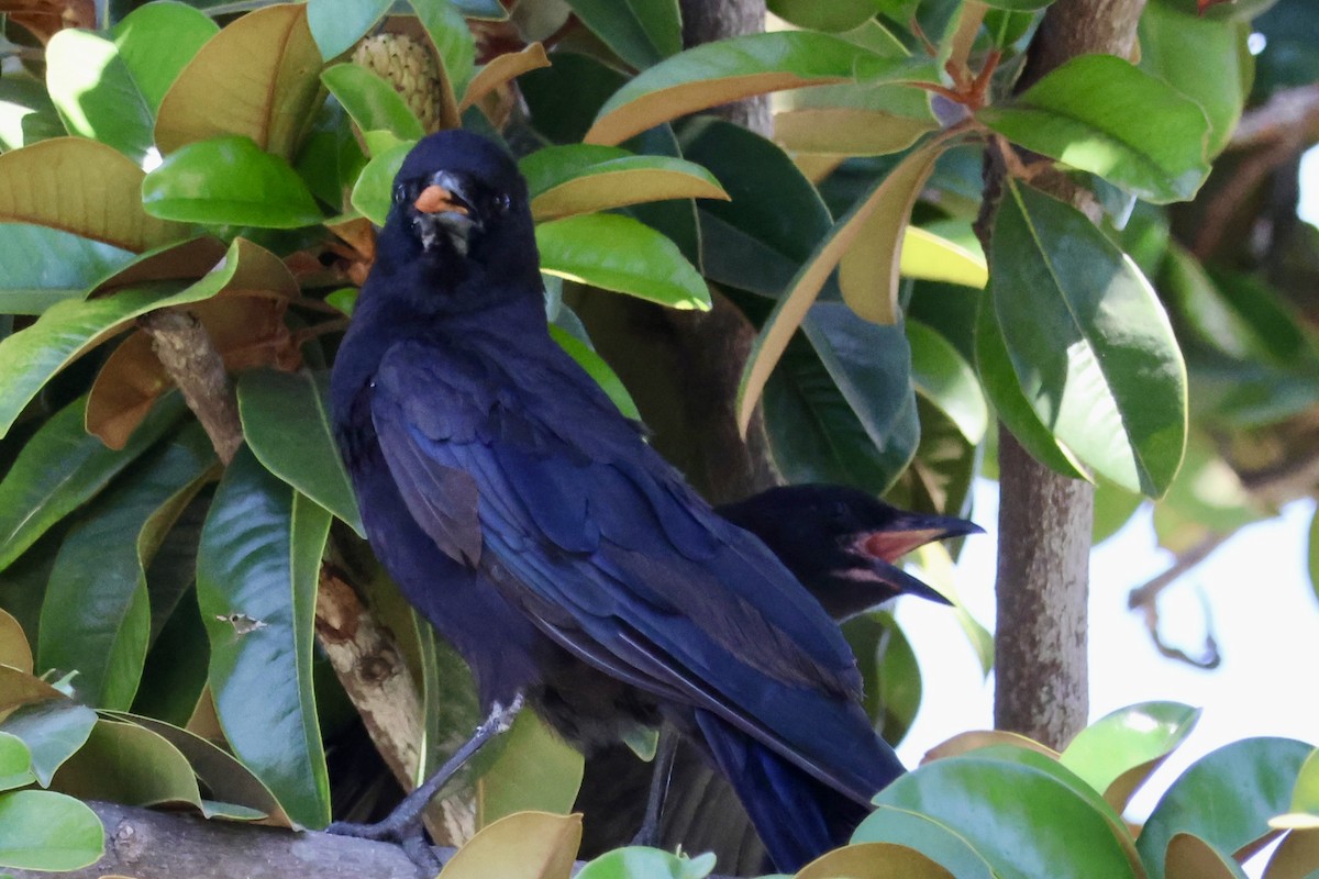 American Crow - ML638719095