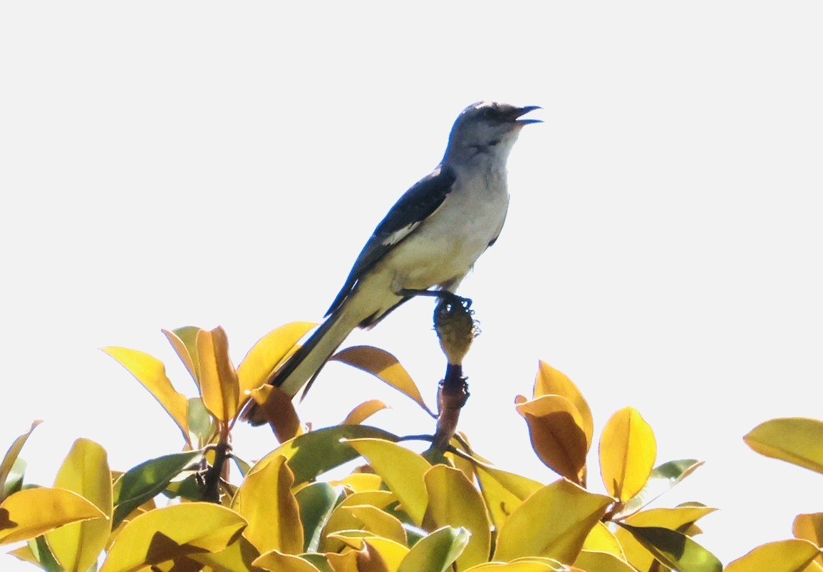 Northern Mockingbird - ML638719099