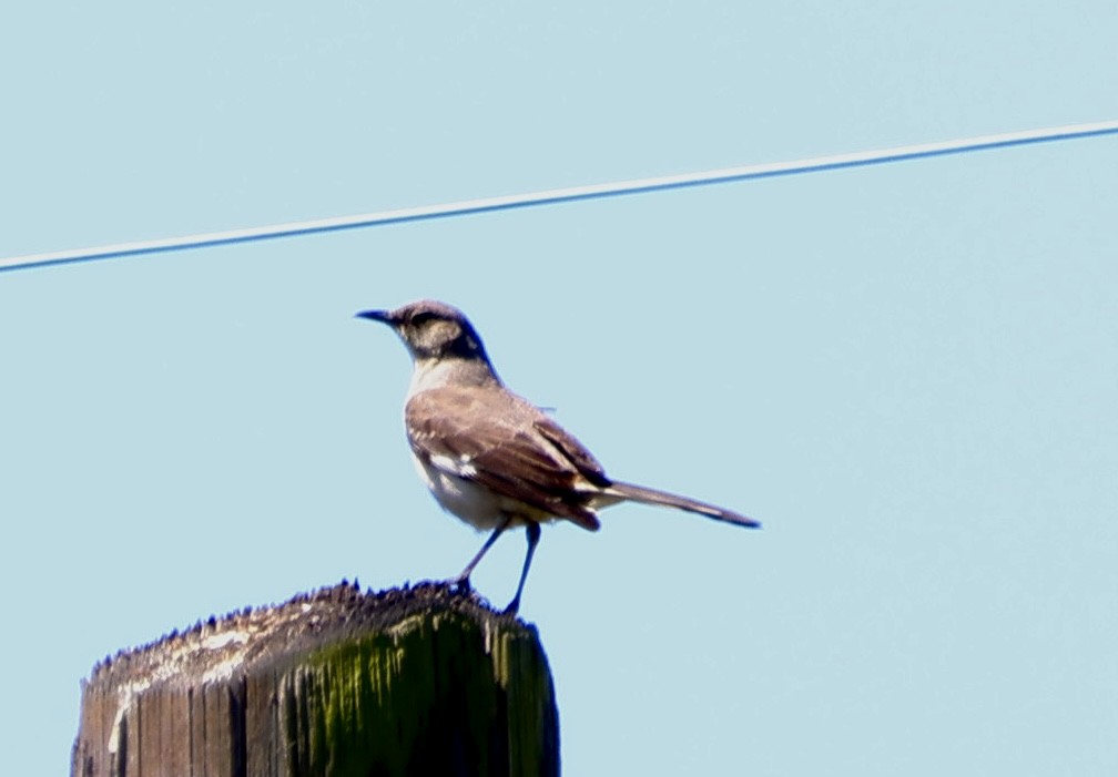Northern Mockingbird - ML638719100