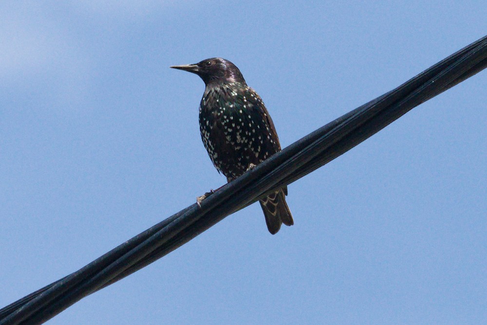 European Starling - ML638719102