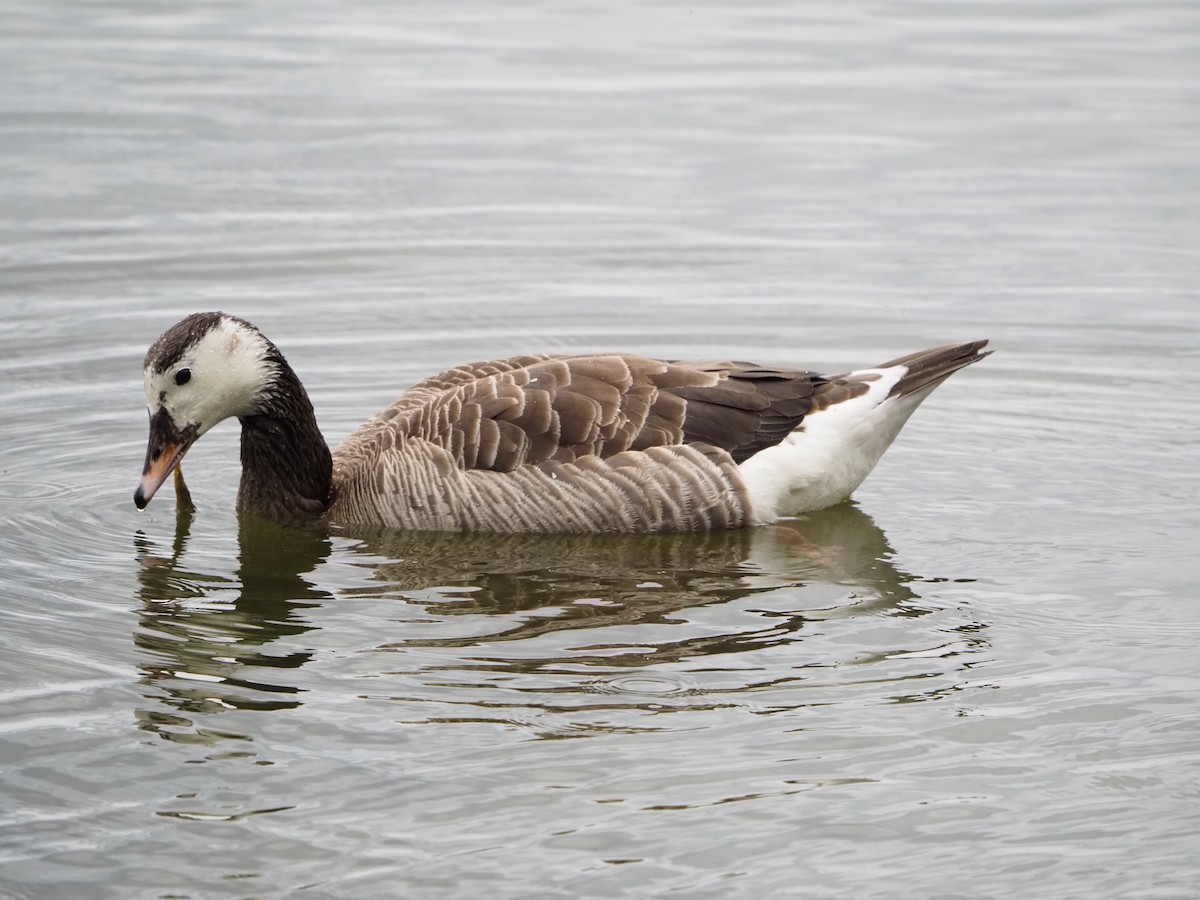 Graylag x Canada Goose (hybrid) - ML638719103