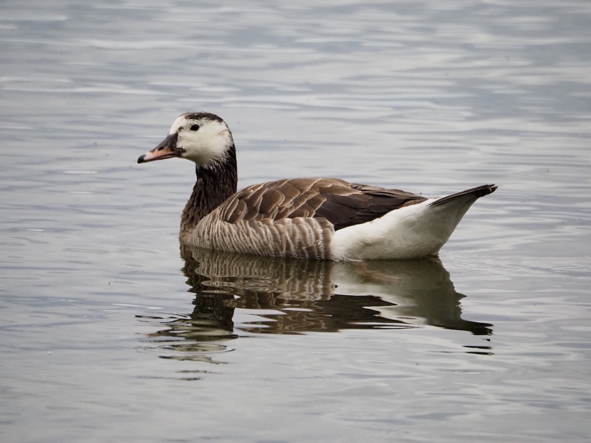 Graylag x Canada Goose (hybrid) - ML638719104