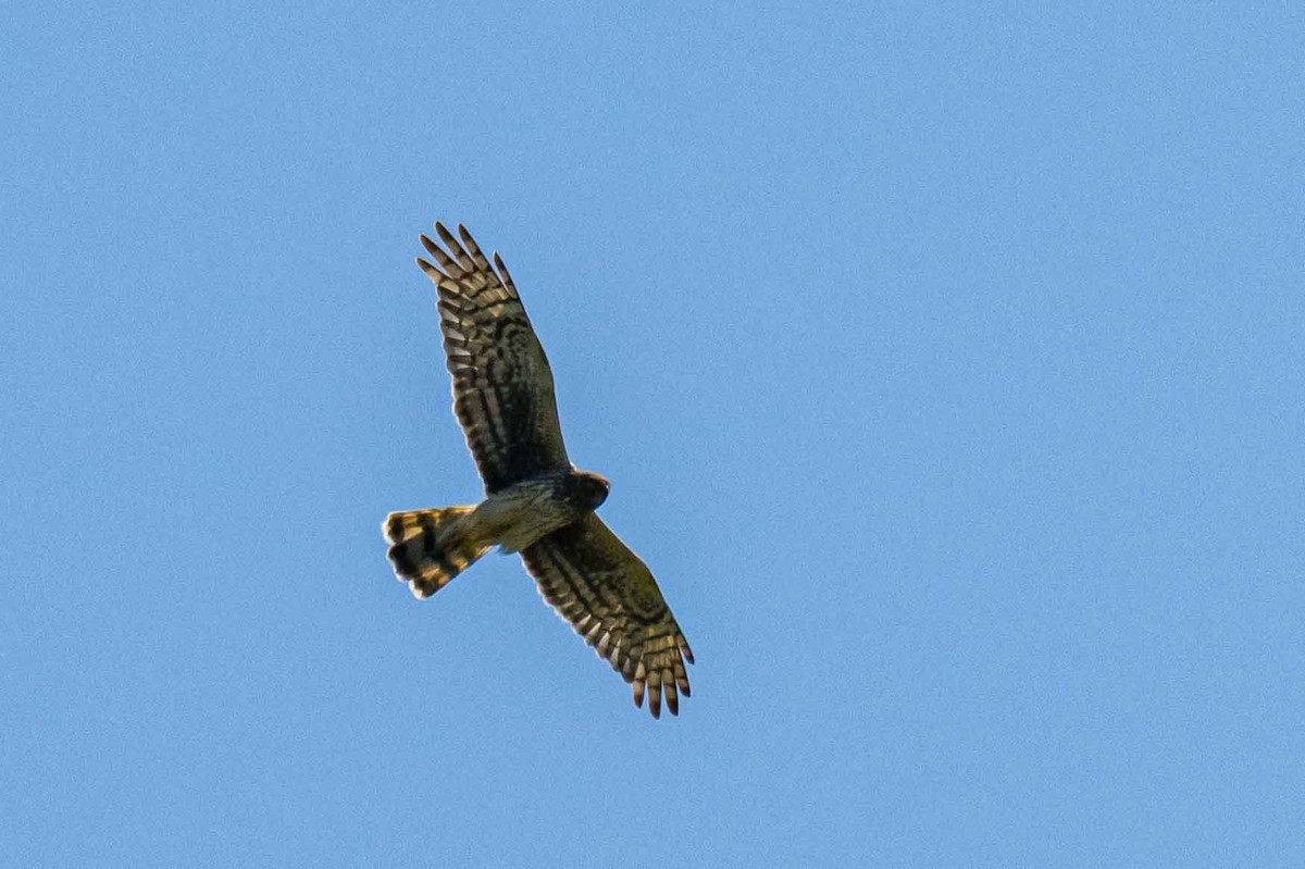 Northern Harrier - ML638719111
