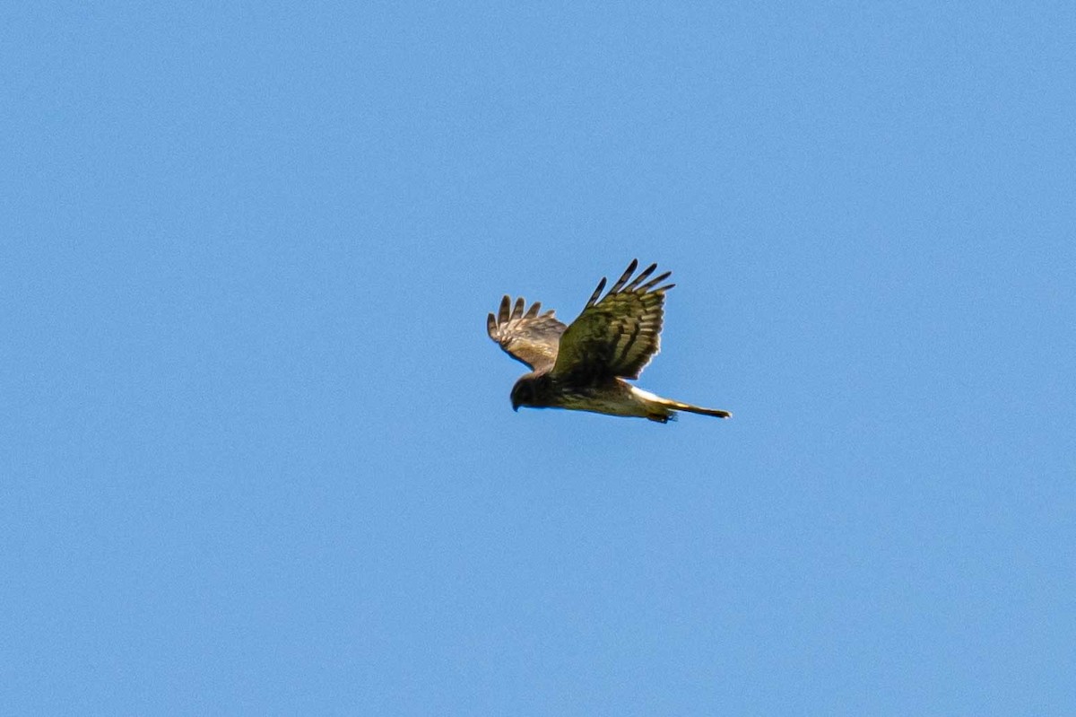 Northern Harrier - ML638719113