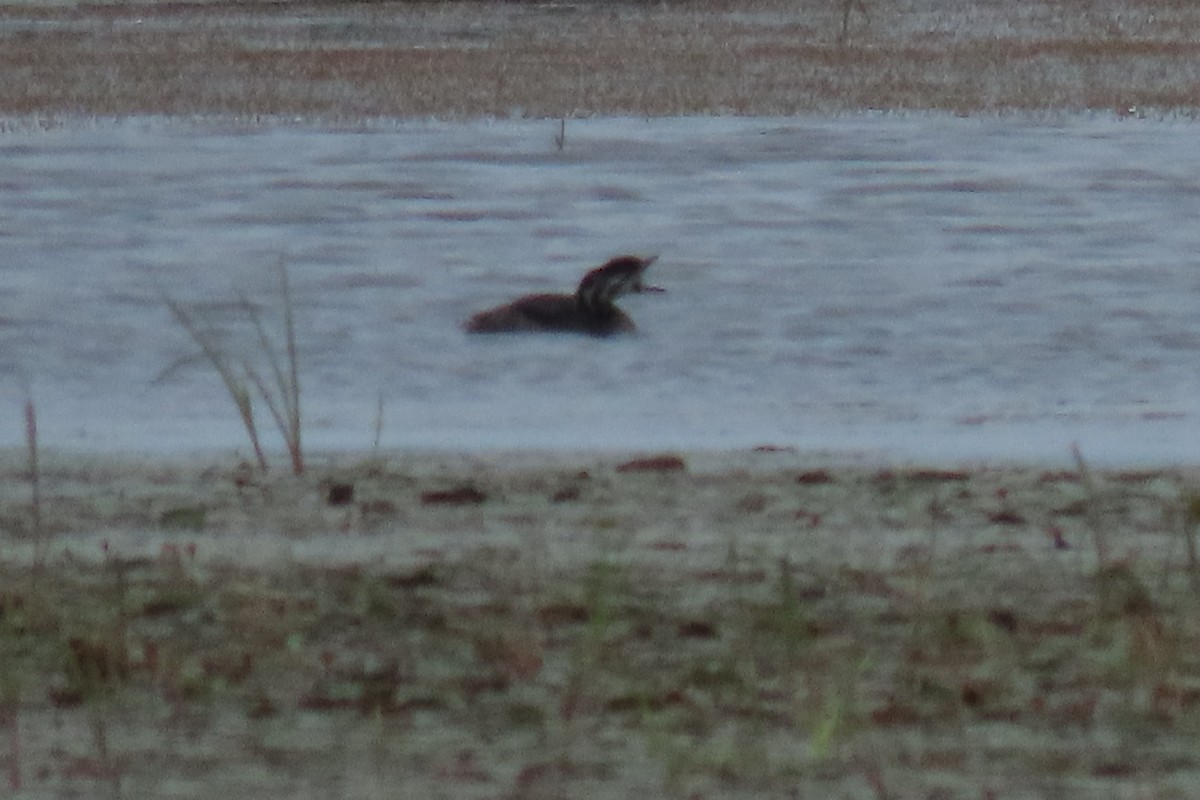 potápka americká - ML638719116