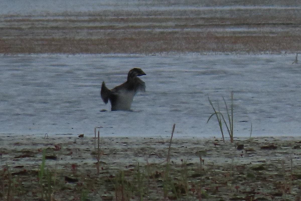 potápka americká - ML638719117