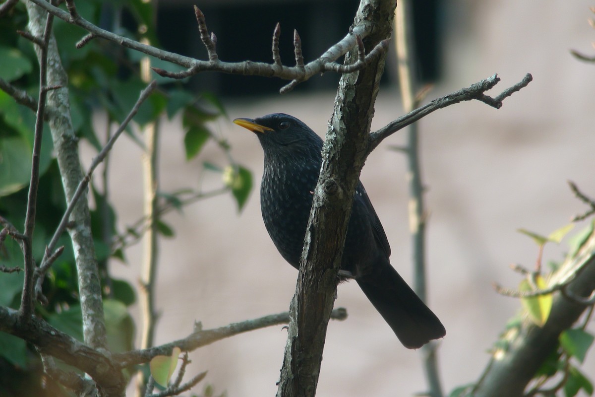 Blue Whistling-Thrush - ML638719131