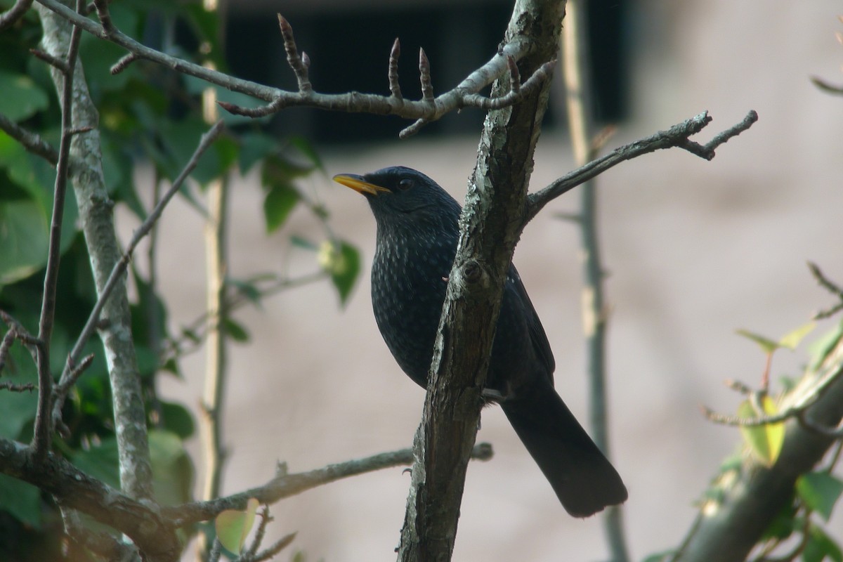 Blue Whistling-Thrush - ML638719132
