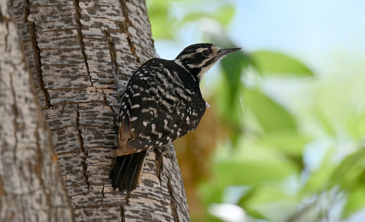Nuttall's Woodpecker - ML638719149