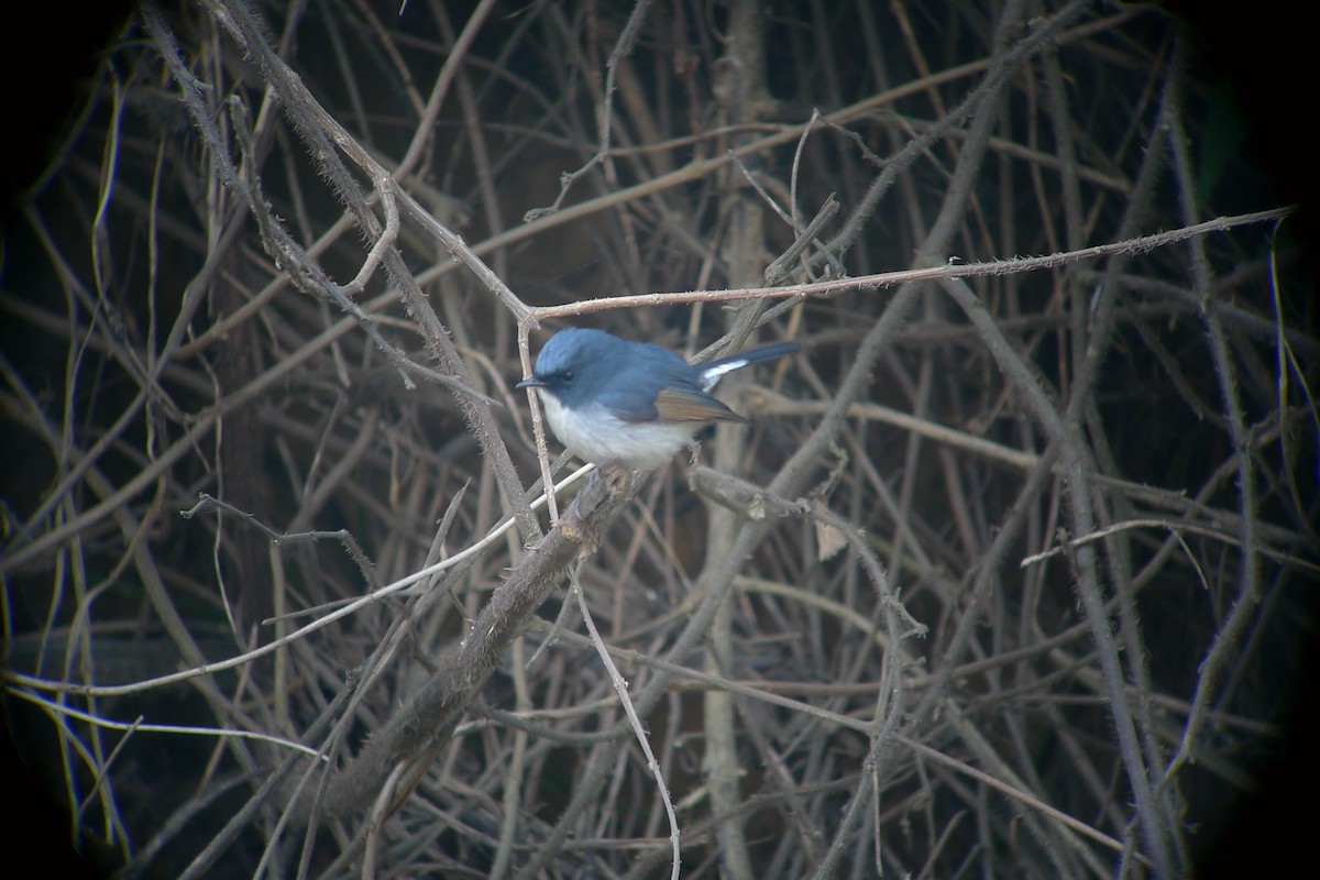 Slaty-blue Flycatcher - ML638719173