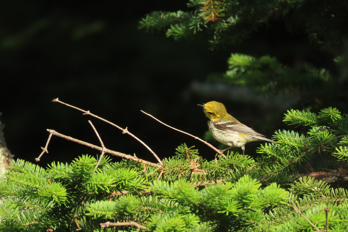 lesňáček proužkoboký - ML638719189