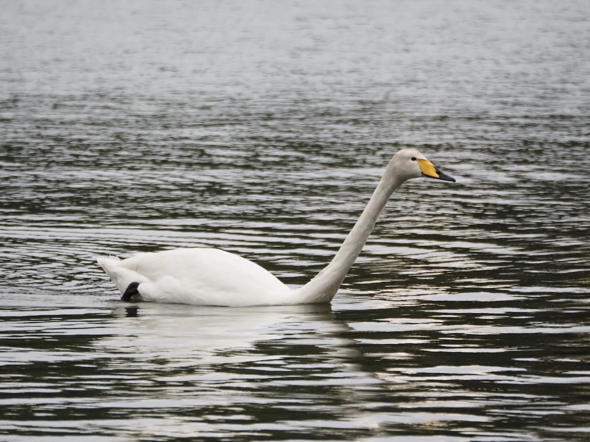 Whooper Swan - ML638719209