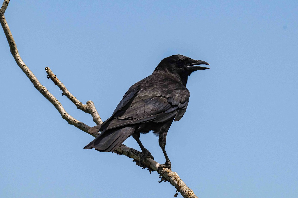 American Crow - ML638719212