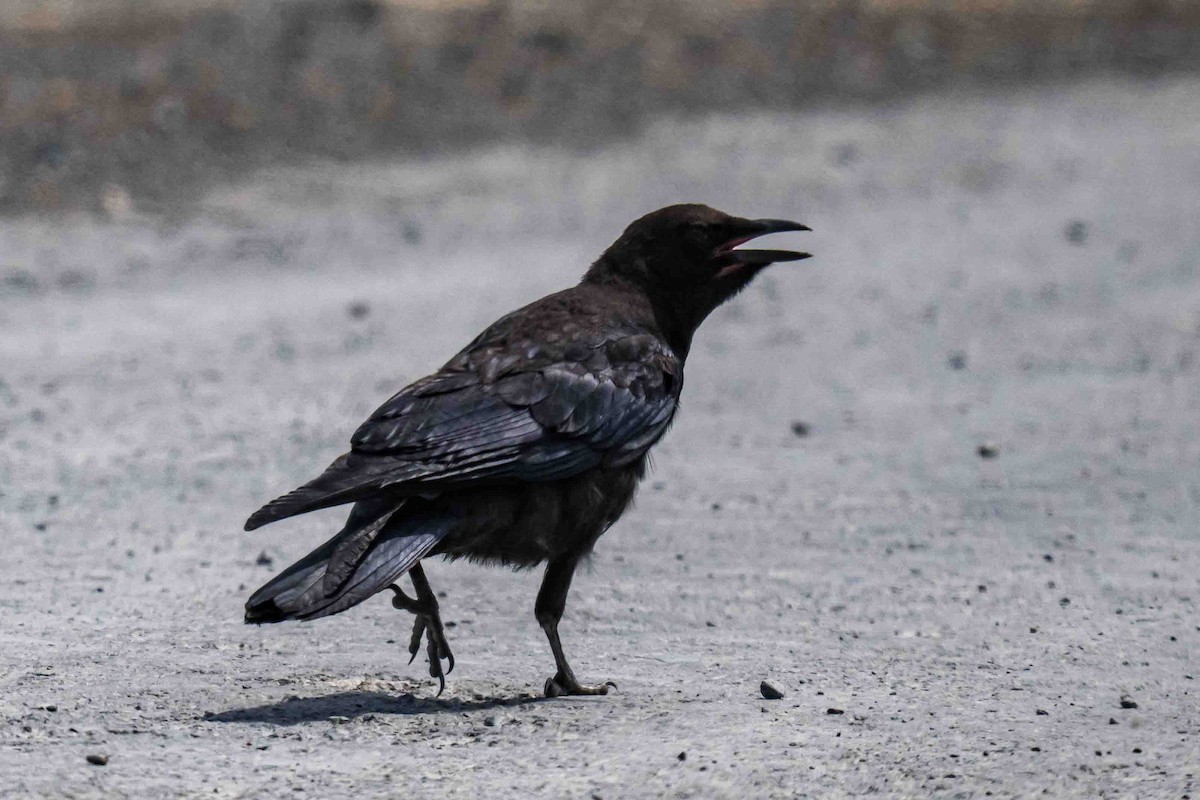 American Crow - ML638719214