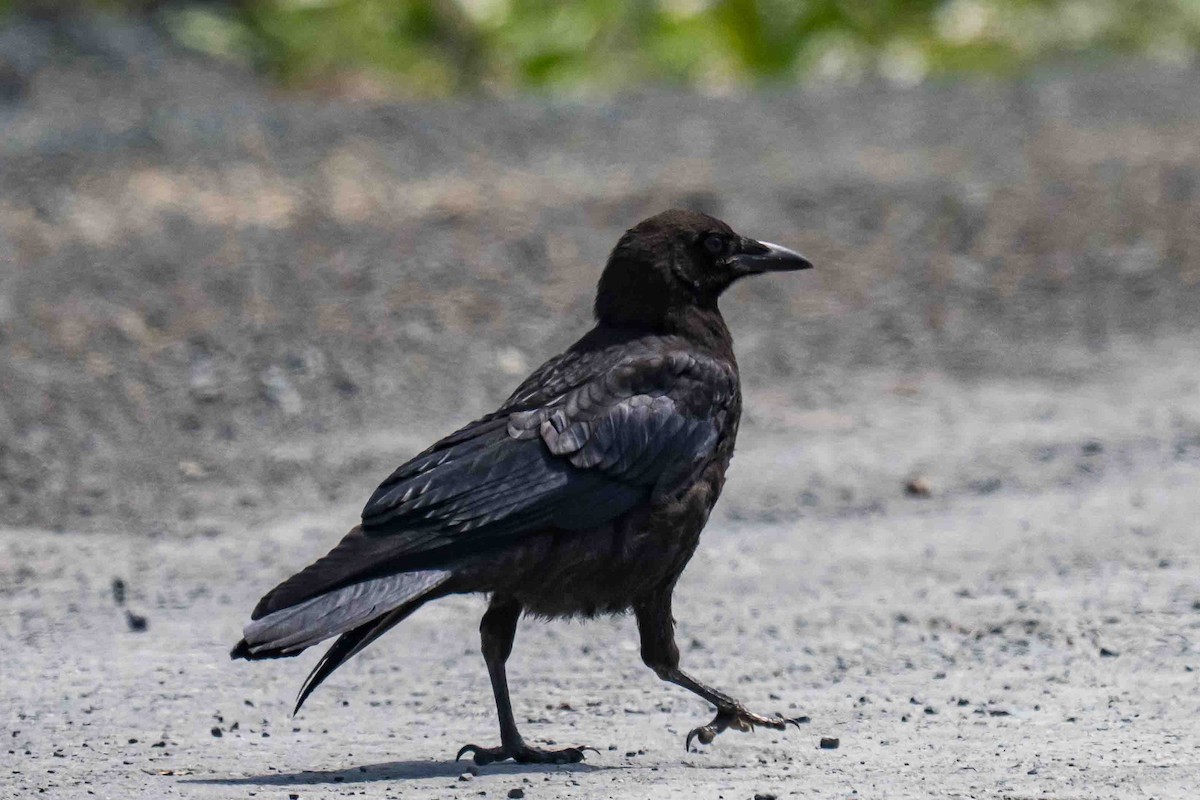 American Crow - ML638719215