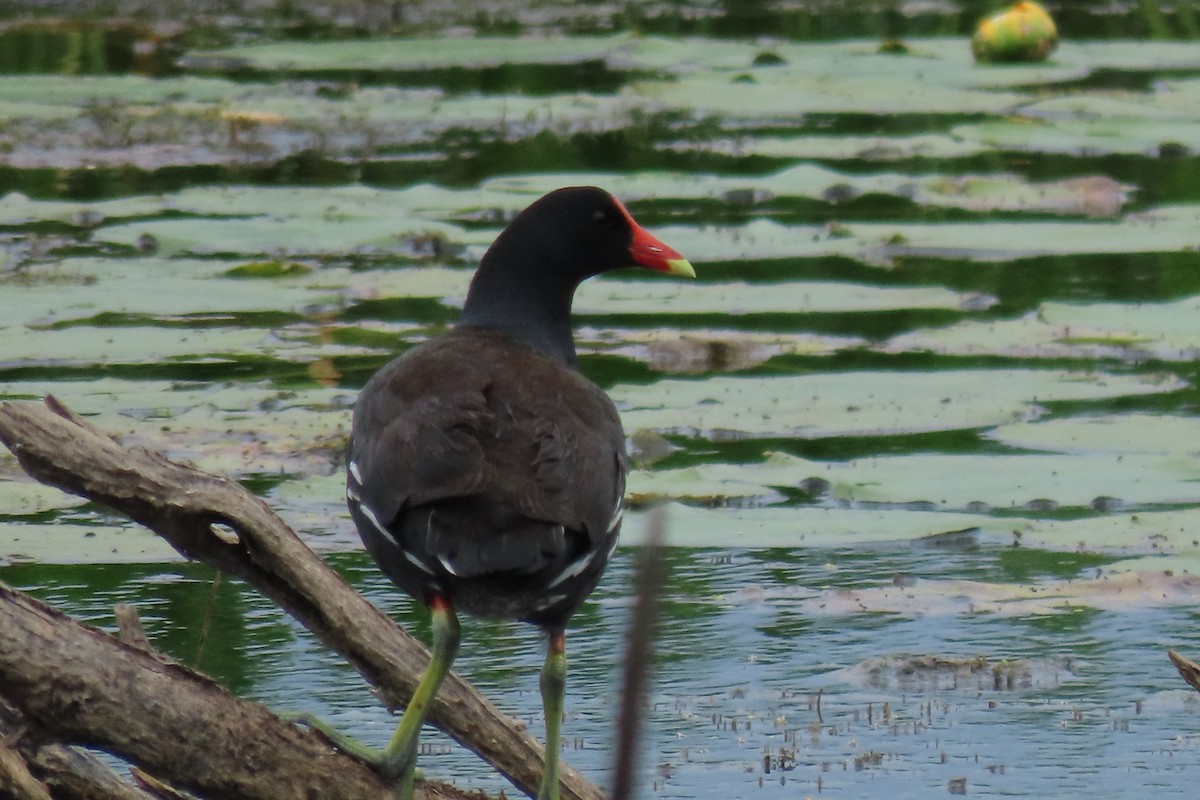 slípka americká - ML638719269