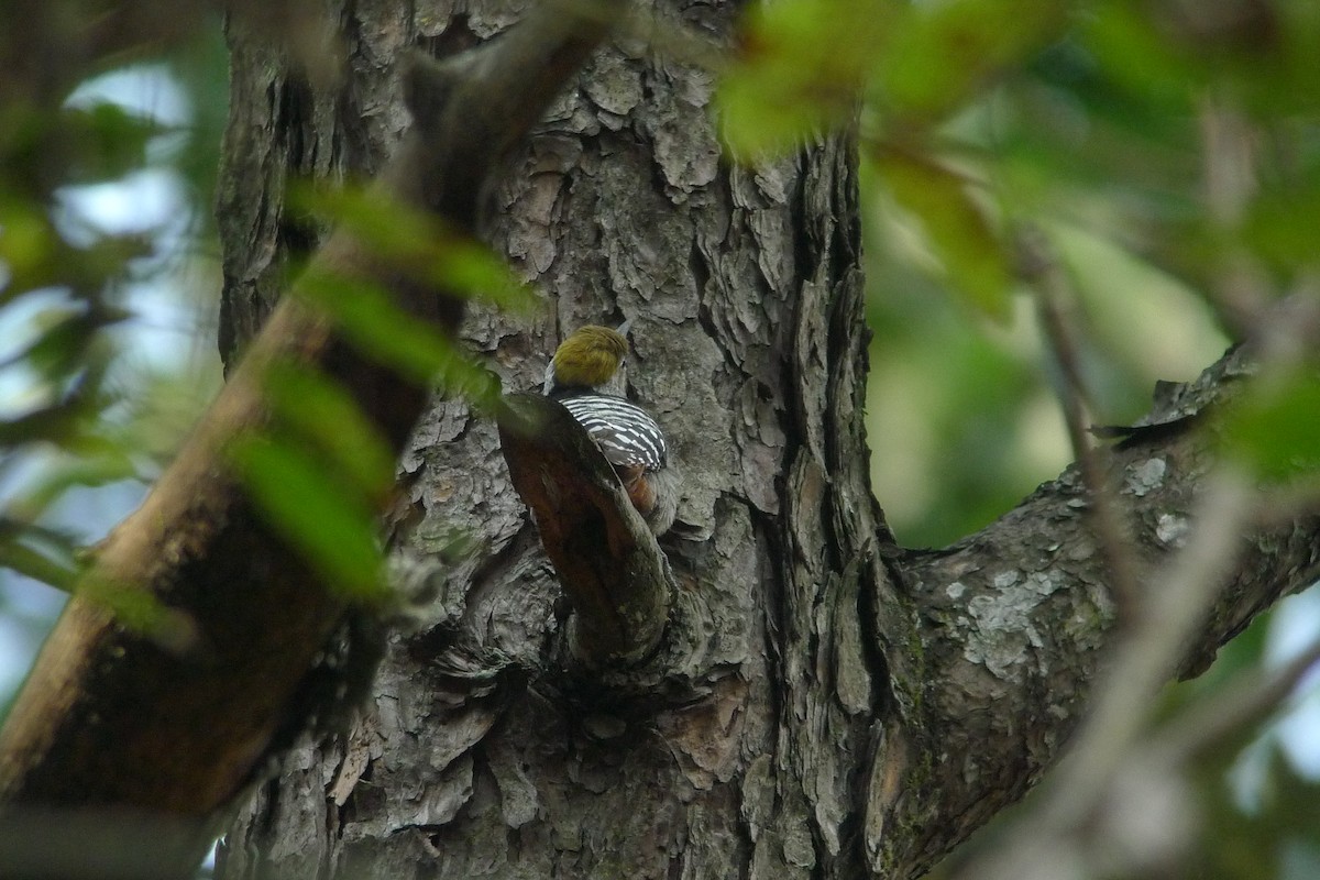 Brown-fronted Woodpecker - ML638719297
