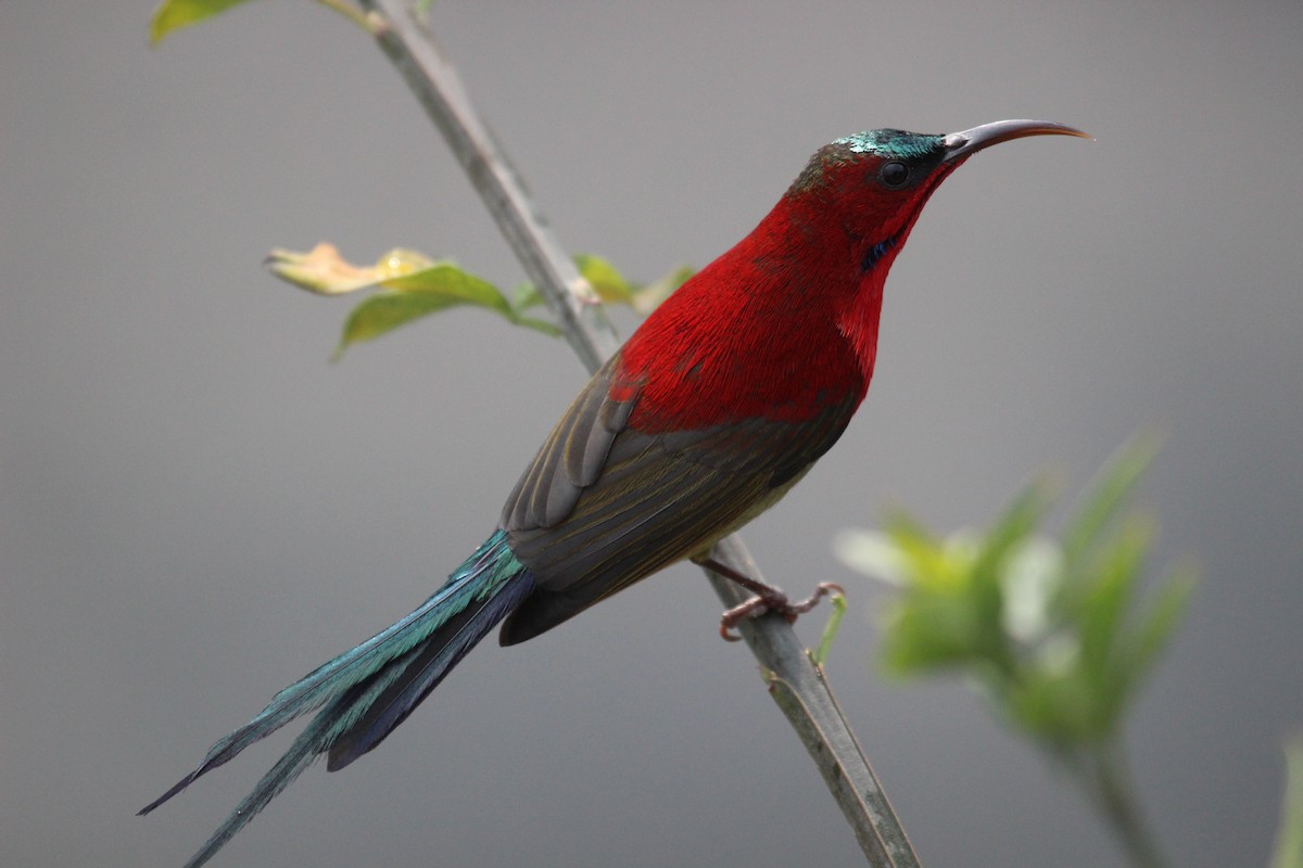 Crimson Sunbird - ML638719306