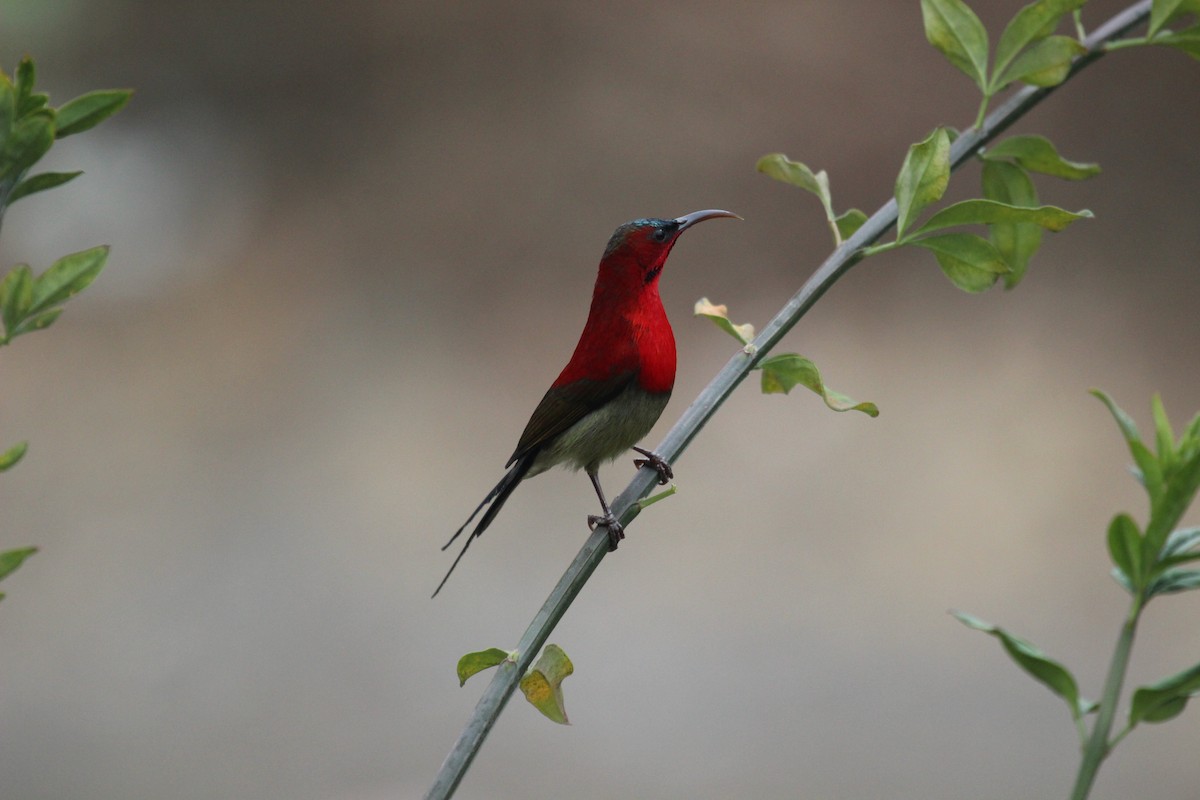 Crimson Sunbird - ML638719307