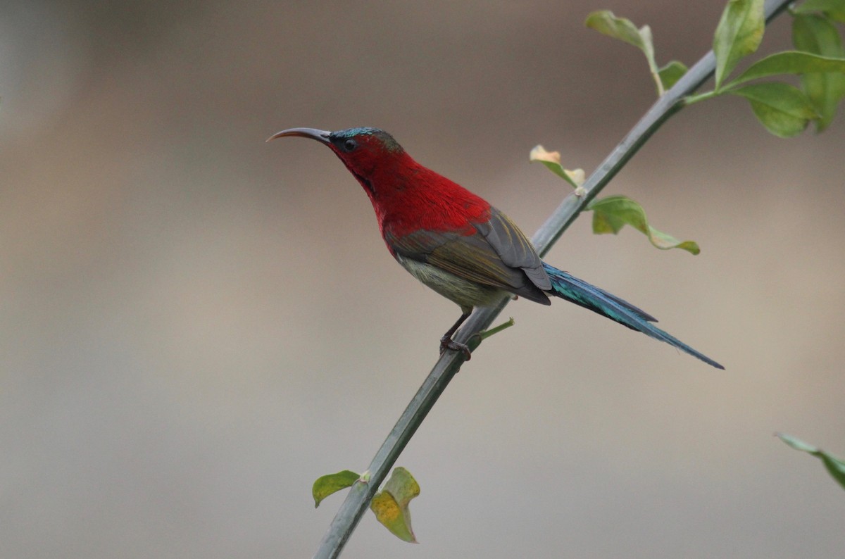 Crimson Sunbird - ML638719308