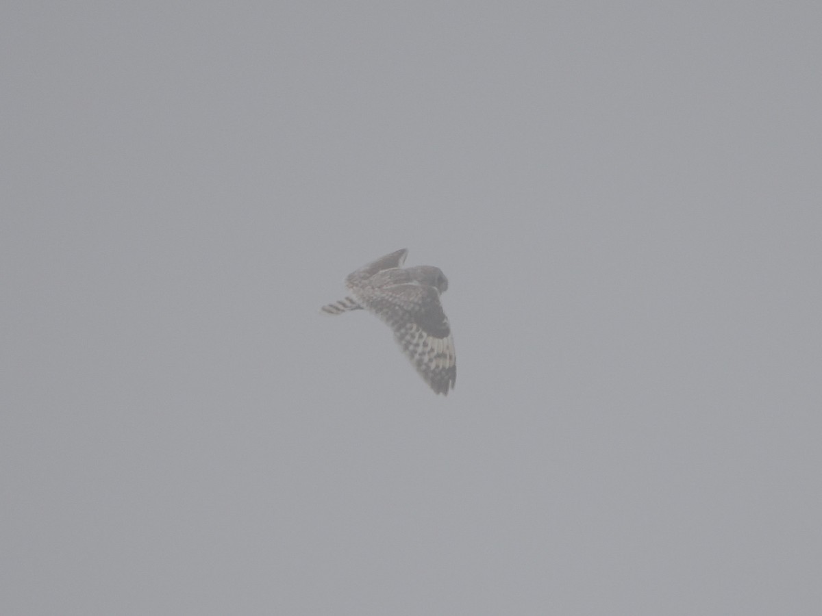 Short-eared Owl (Northern) - ML638719316