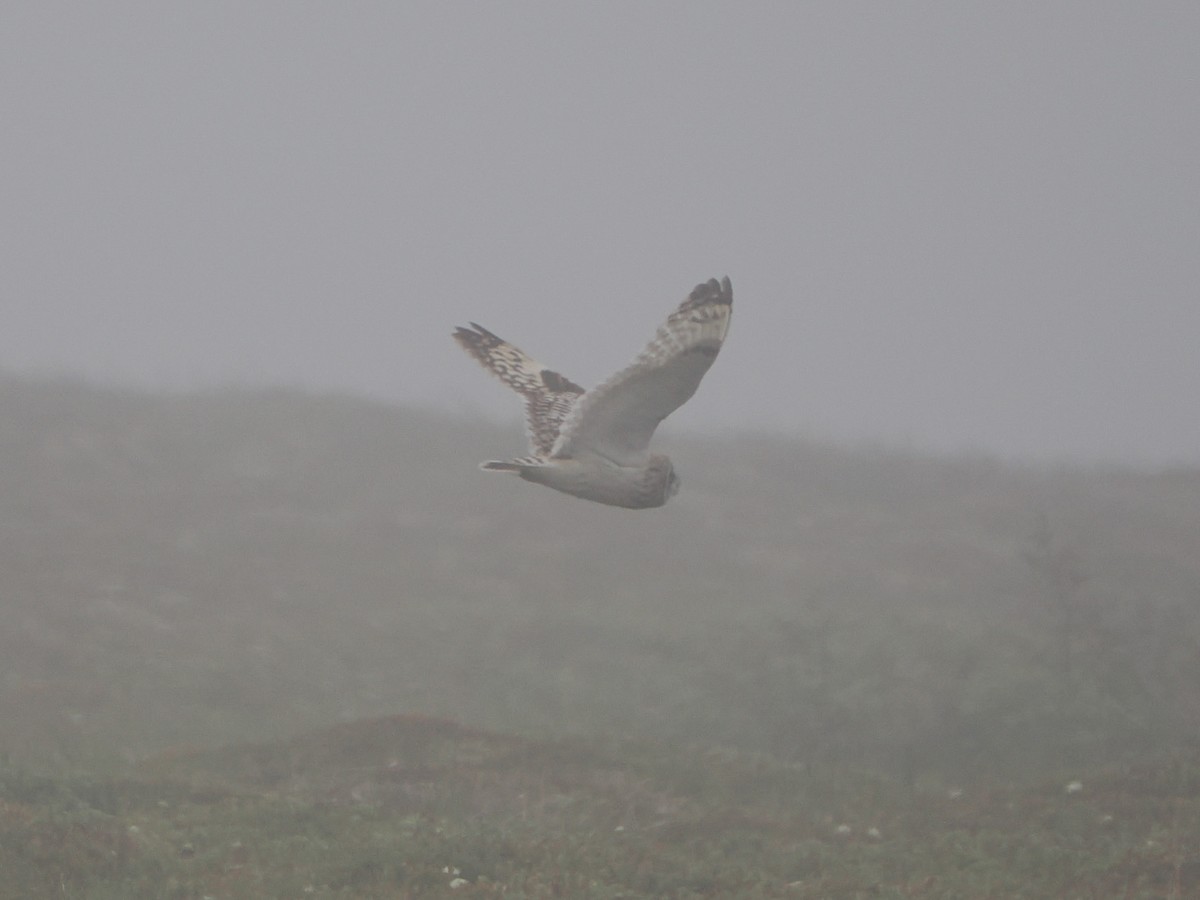 Short-eared Owl (Northern) - ML638719317