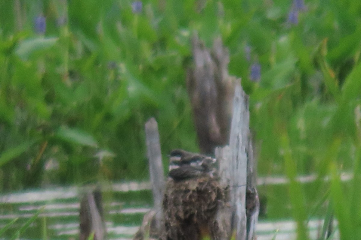 tyran obecný - ML638719318