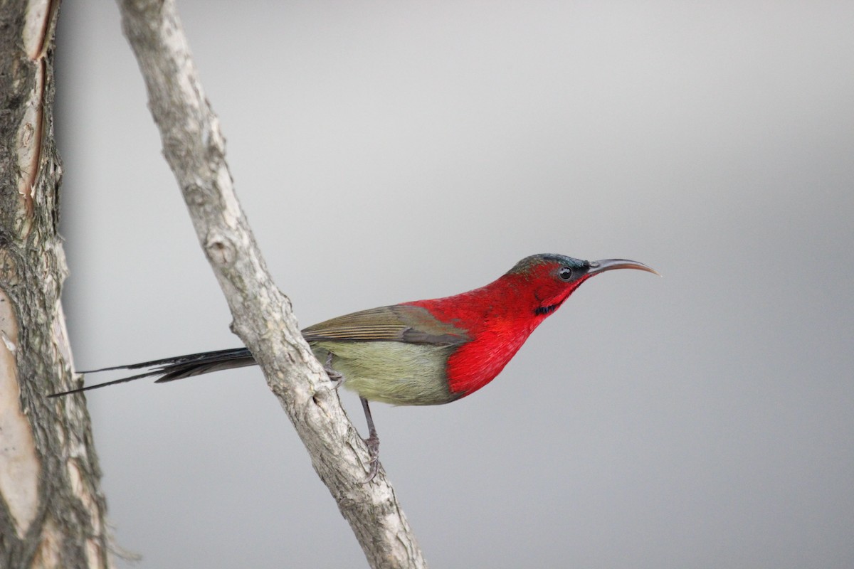 Crimson Sunbird - ML638719330