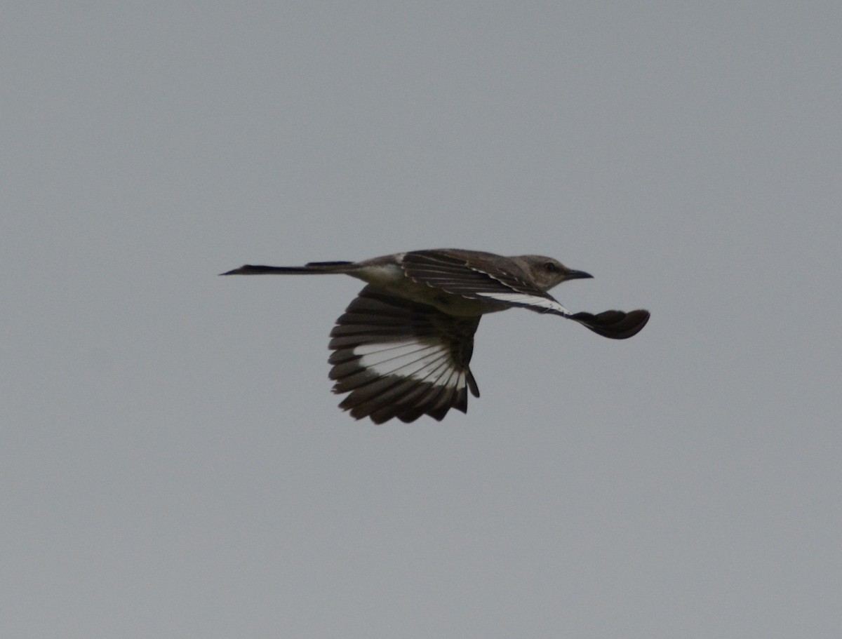 Northern Mockingbird - ML638719333