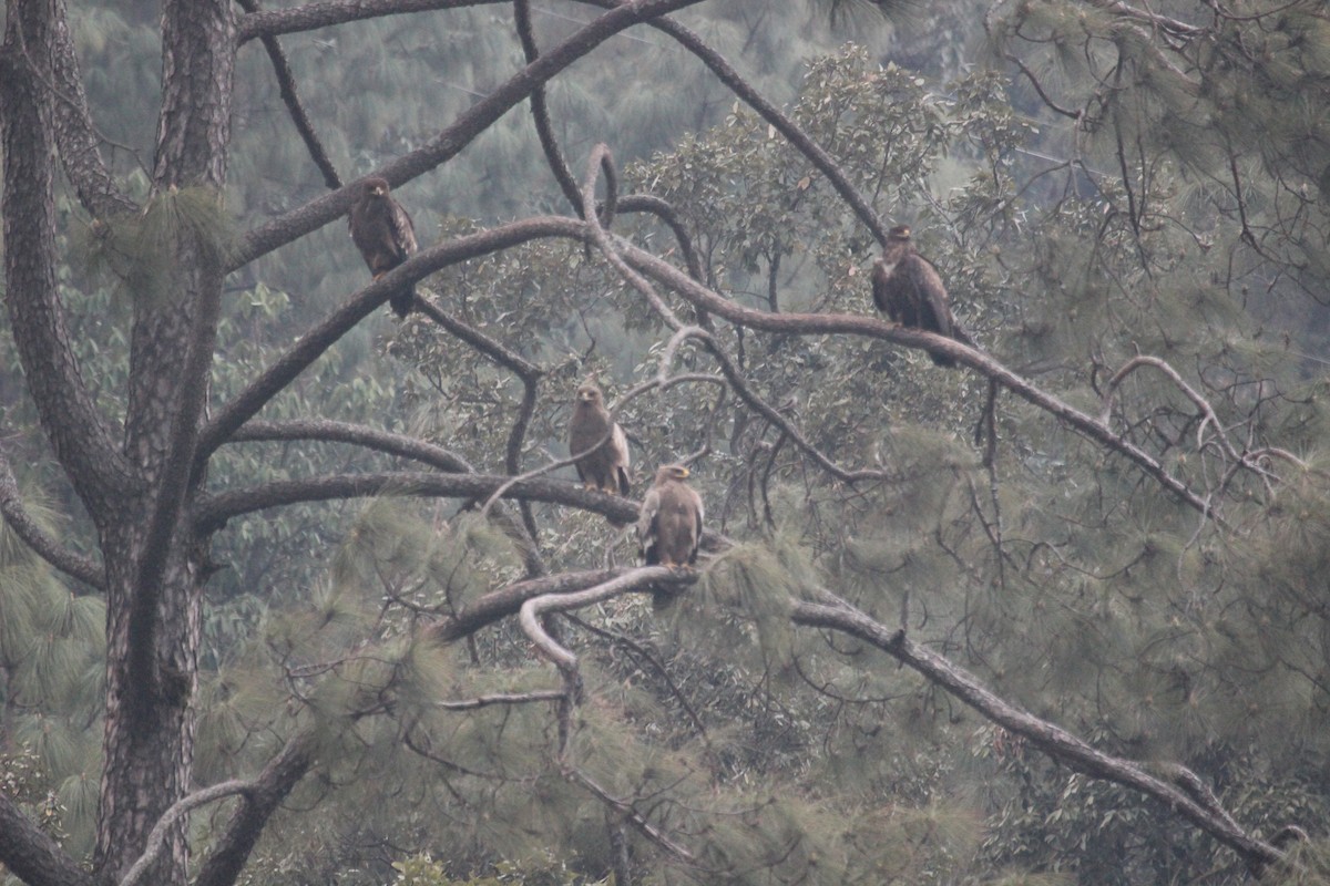 Steppe Eagle - ML638719337