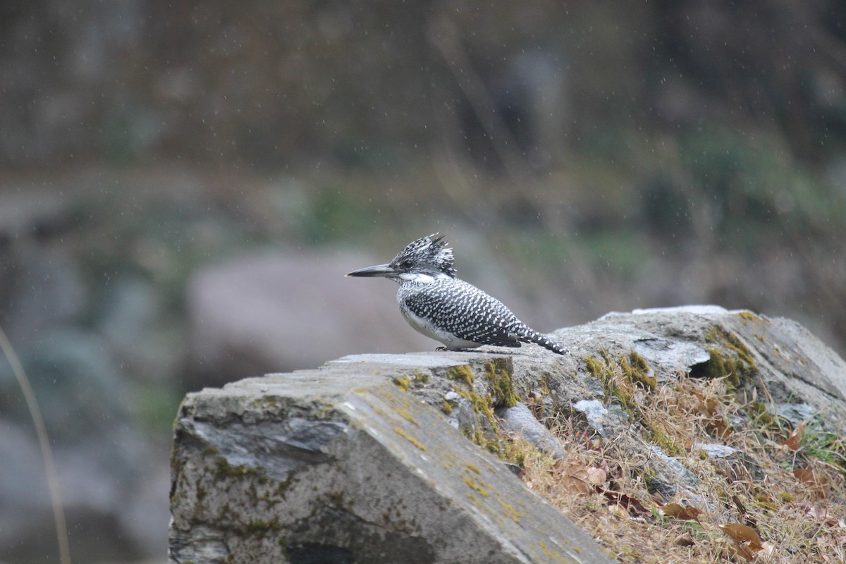 Crested Kingfisher - ML638719357