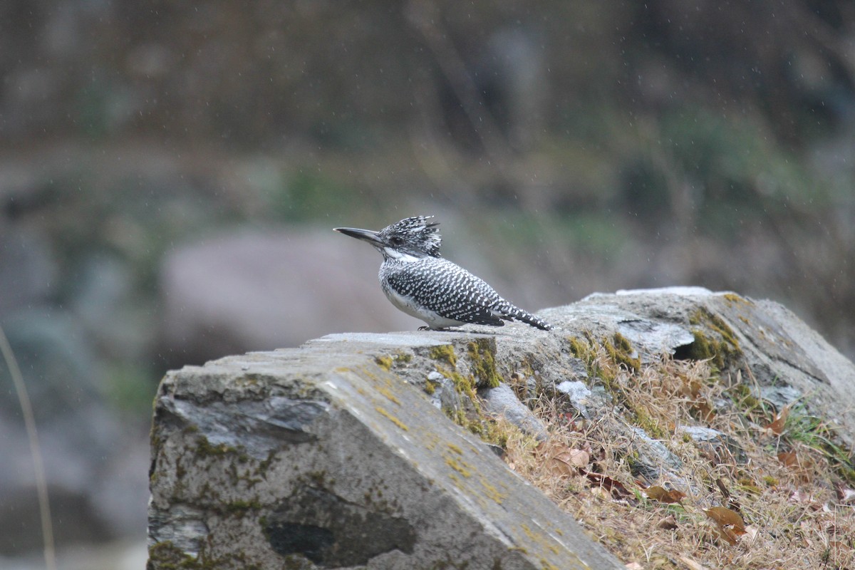 Crested Kingfisher - ML638719362
