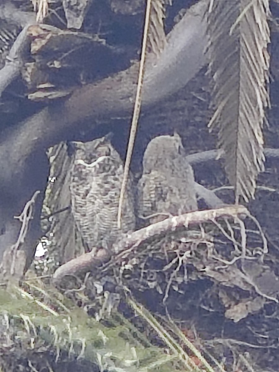 Great Horned Owl - ML638719367