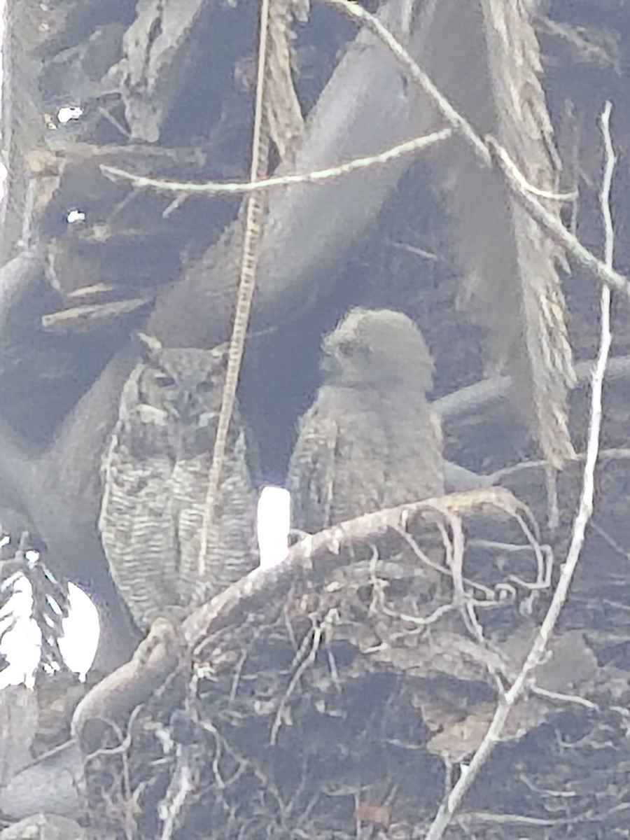 Great Horned Owl - ML638719368