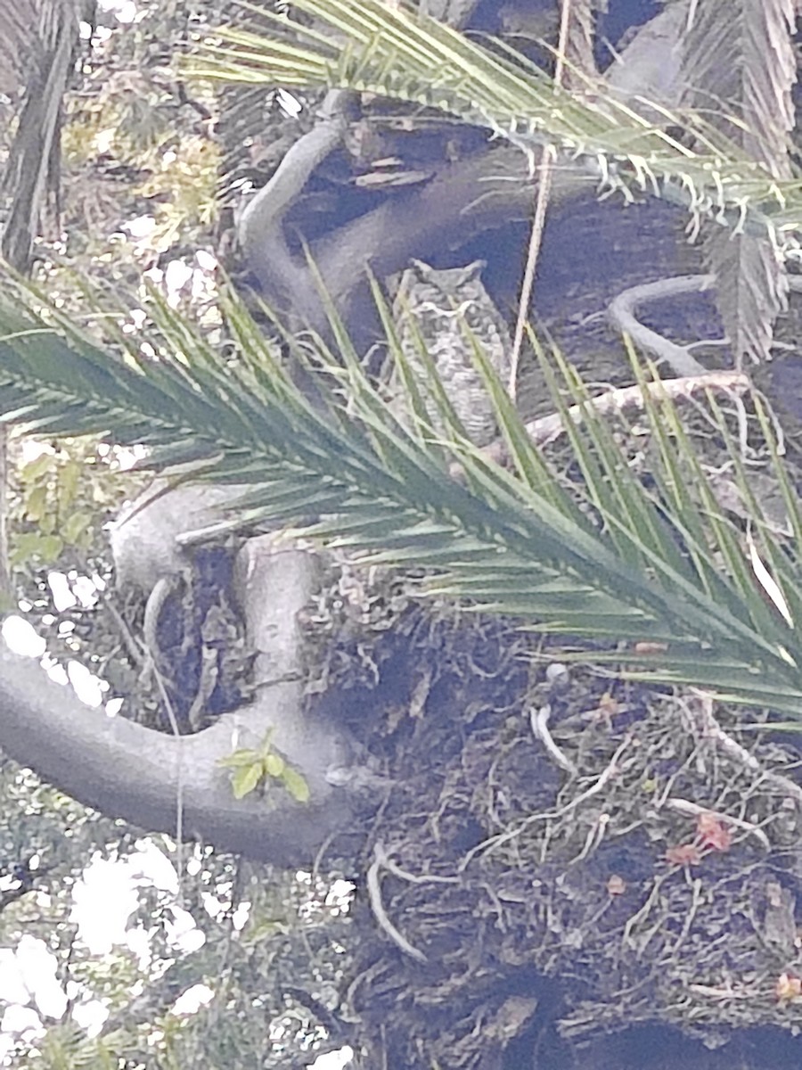 Great Horned Owl - ML638719369