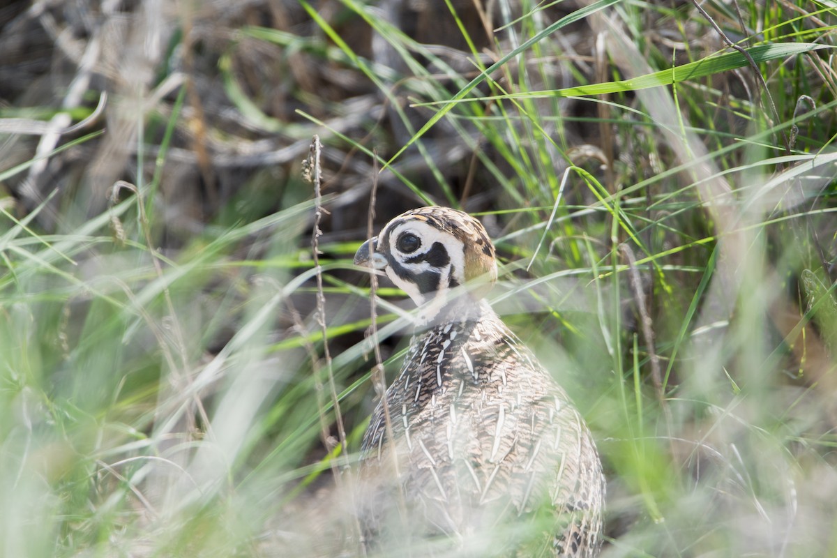 Montezuma Quail - ML638719382