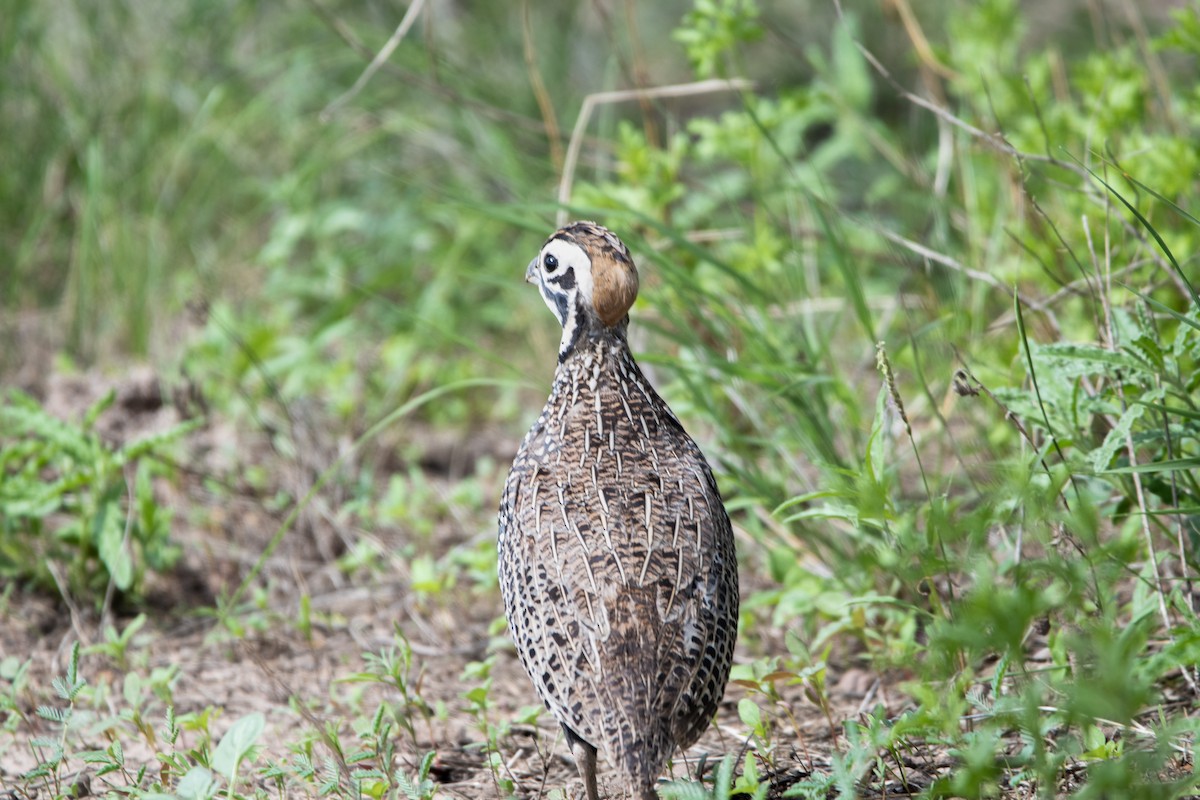Montezuma Quail - ML638719383