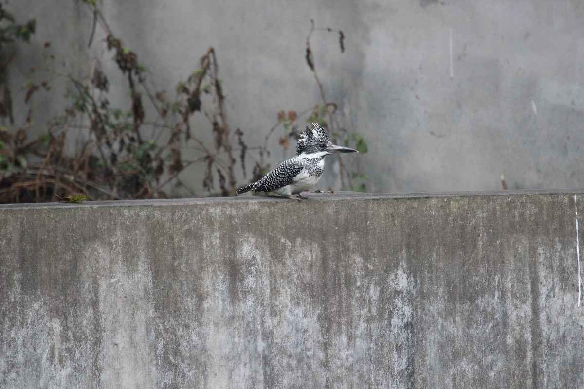 Crested Kingfisher - ML638719384