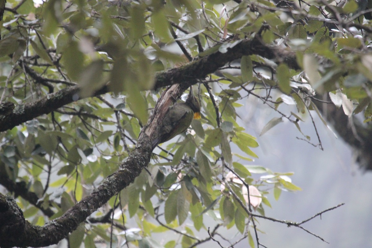 Greater Yellownape - ML638719403