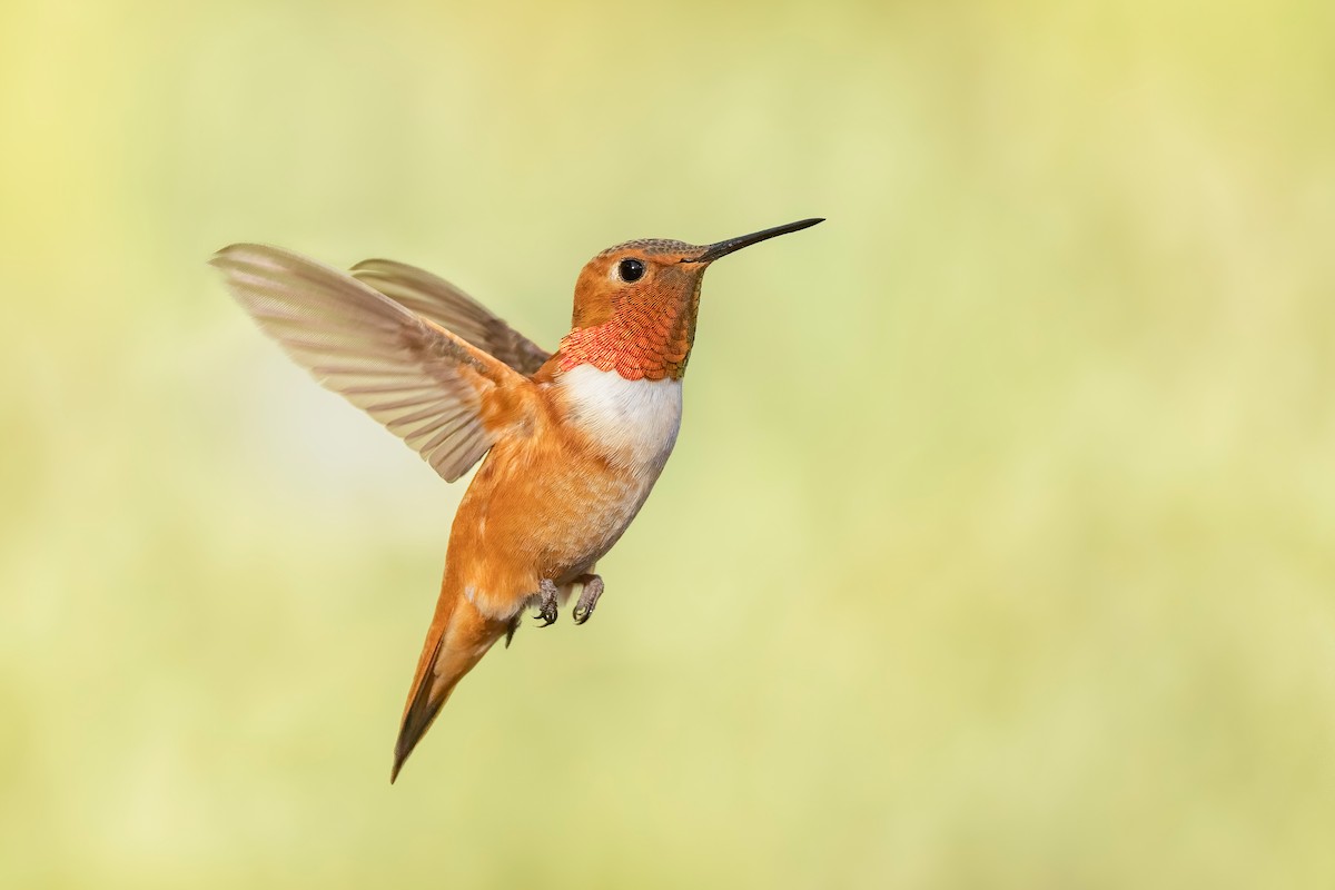 Rufous Hummingbird - ML638719404