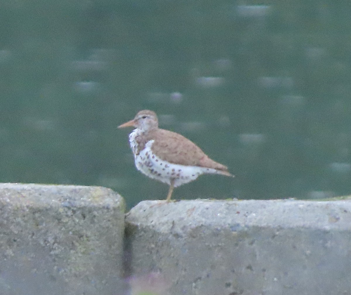 Spotted Sandpiper - ML638719409