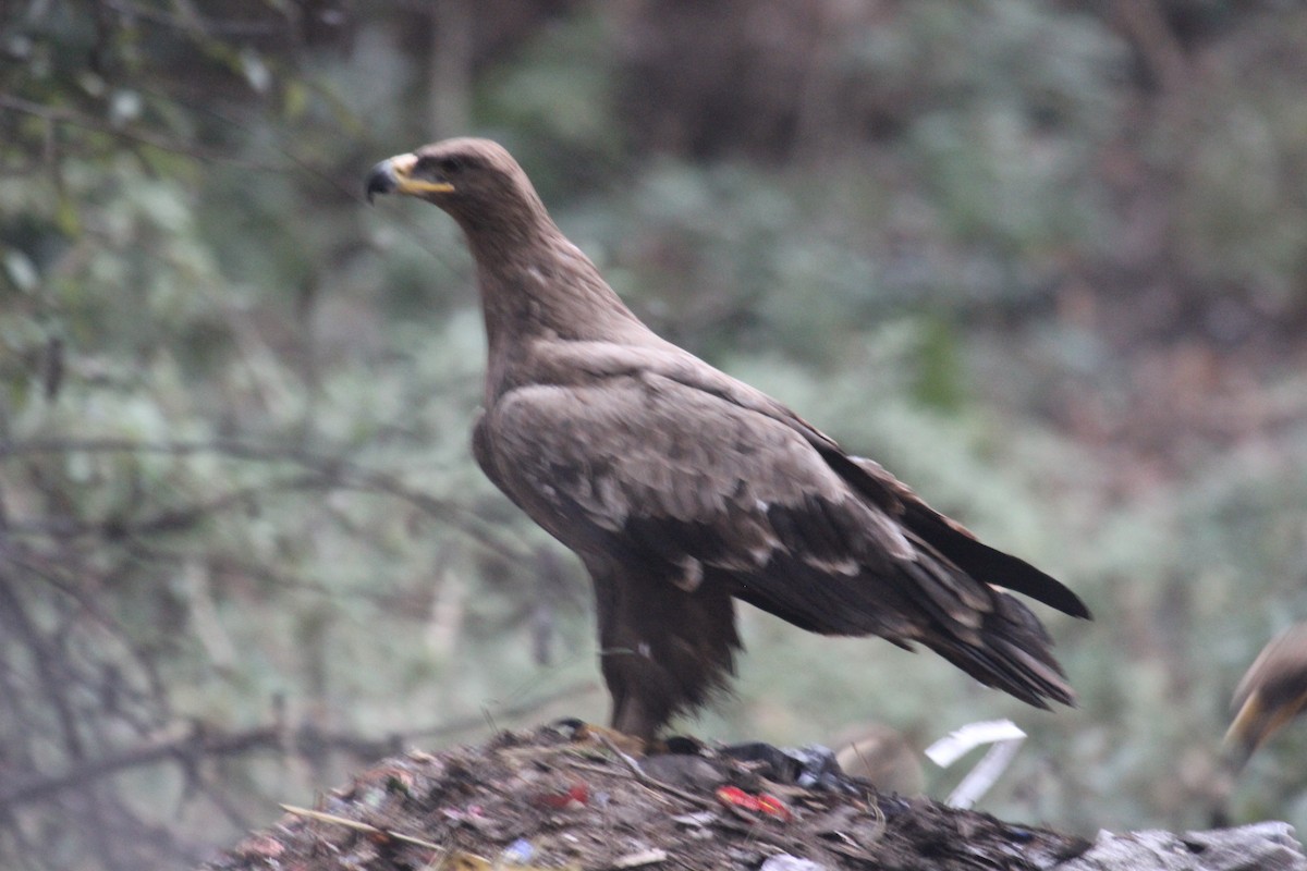 Steppe Eagle - ML638719415