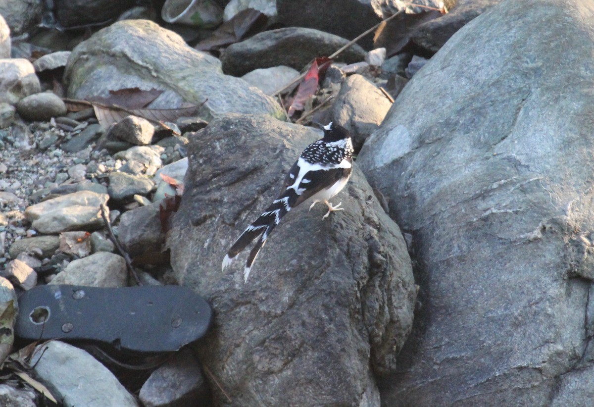 Spotted Forktail - ML638719426
