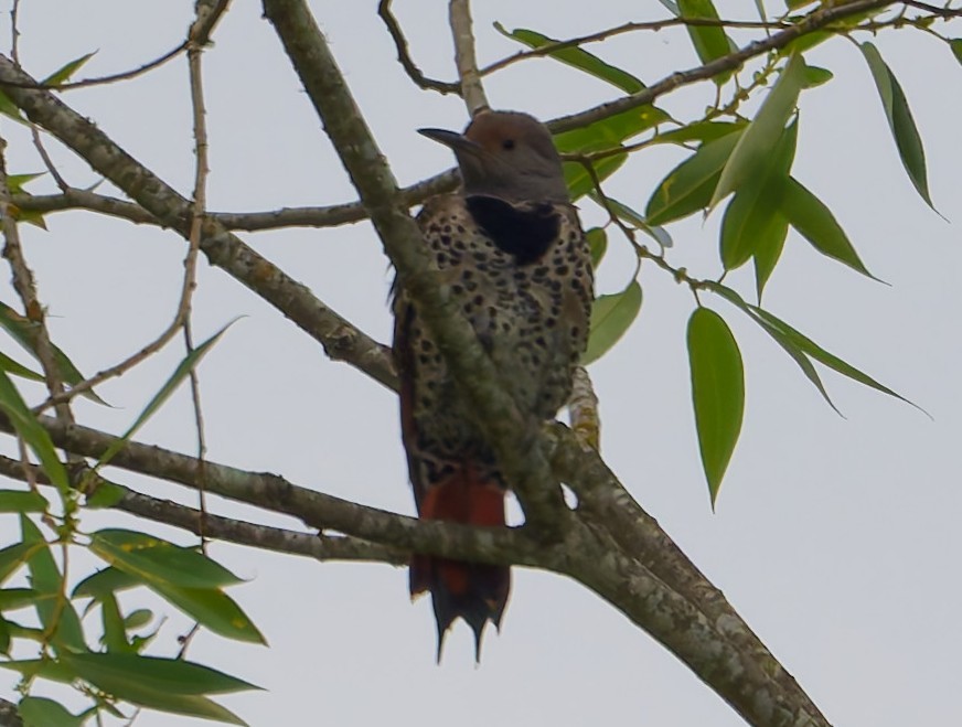 Northern Flicker (Red-shafted) - ML638719451