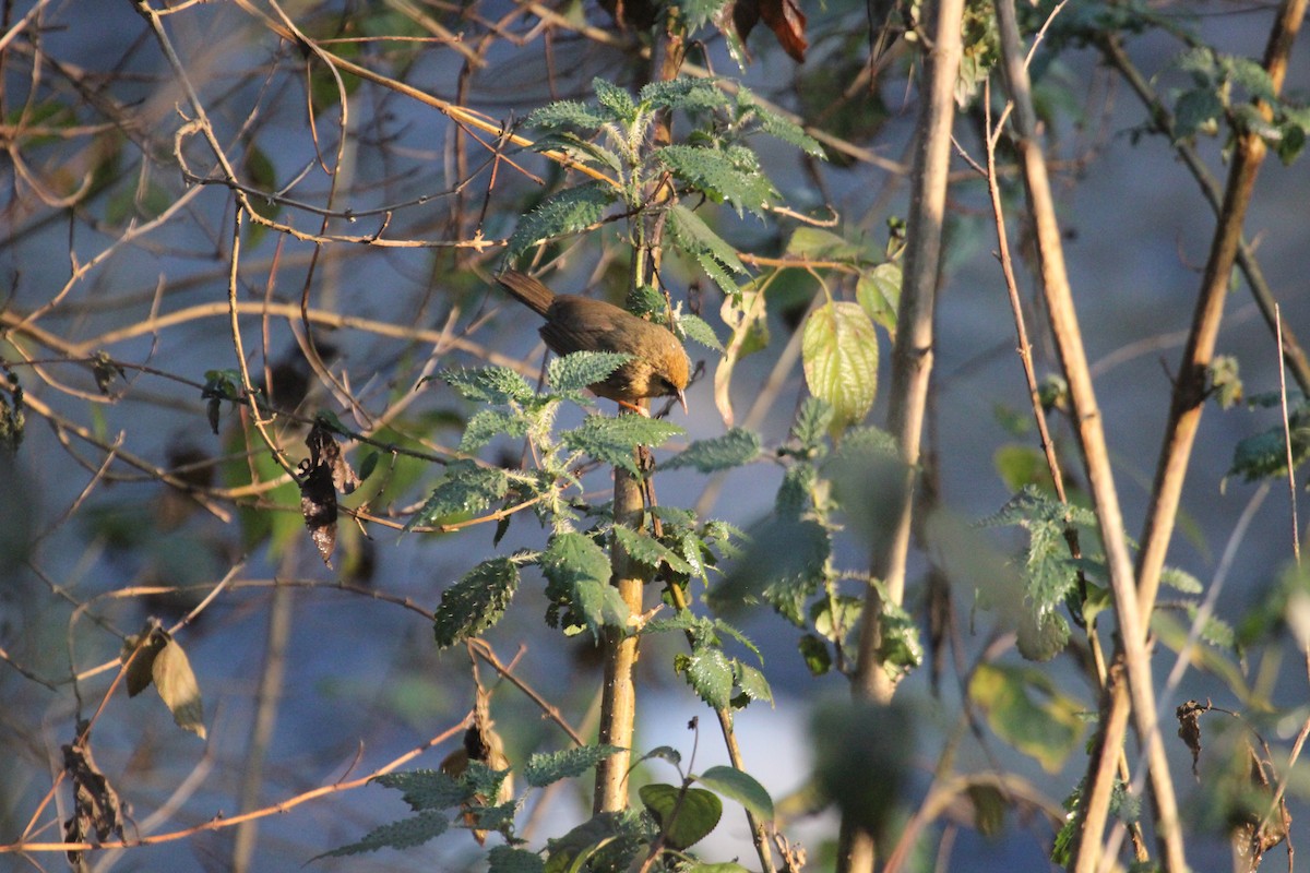 Black-chinned Babbler - ML638719456