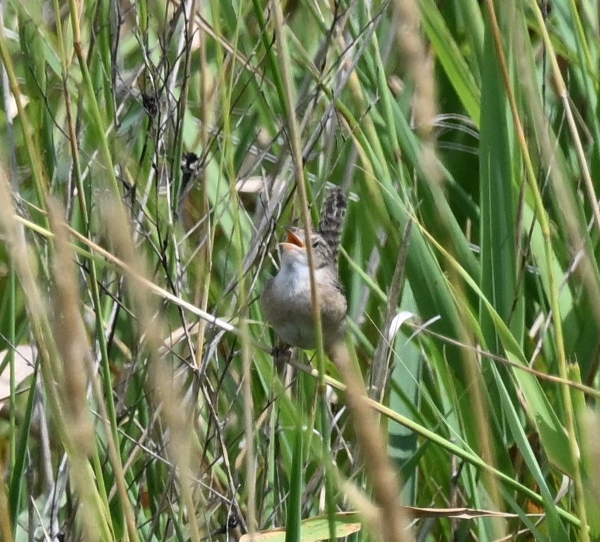 Sedge Wren - ML638719465