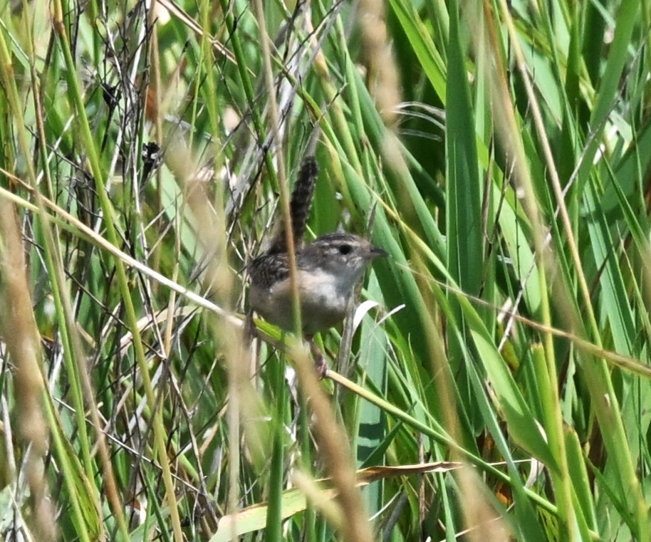 Sedge Wren - ML638719475